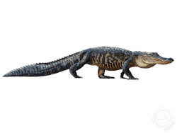 American Alligator
