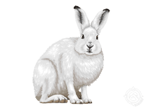 Arctic Hare