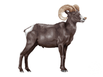 Bighorn Sheep