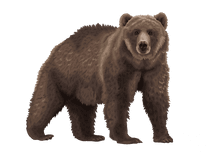 Brown Bear