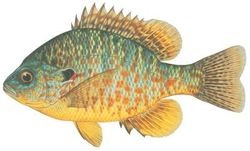 Pumpkinseed