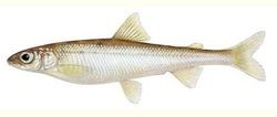 Pygmy Whitefish