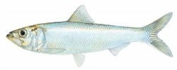 Skipjack Shad