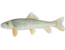White Sucker